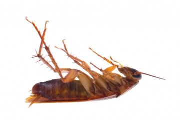 Your Pest Management Plan Should Include Cockroach Control