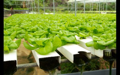 Affordable Food Shelf Life Testing Services for Australian Businesses