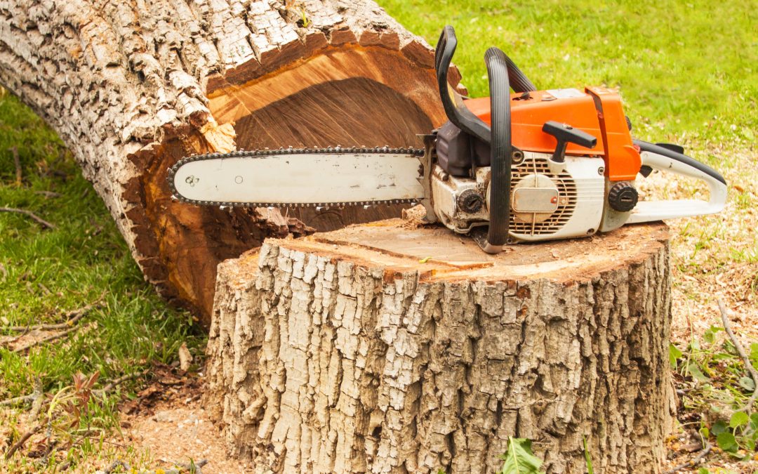 Affordable Stump Removal Services Bowral NSW for Cleaner and Healthier Yards