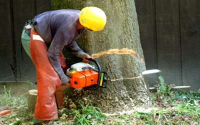 Choosing a trusted tree service company on the Gold Coast, QLD, for safe and effective tree removal